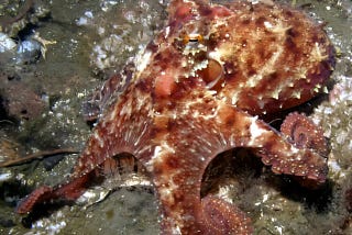 The High Energetic Costs Of Changing Colors In Octopus