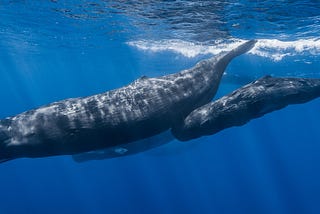 A pod of sperm whales featuring a mother and calf.