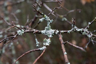 Walk on the first day of 2021 in a rotten forest