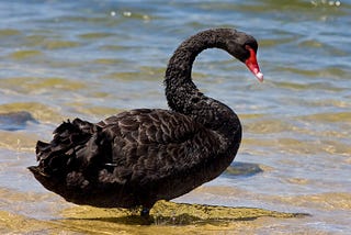 The Anatomy of Black Swans