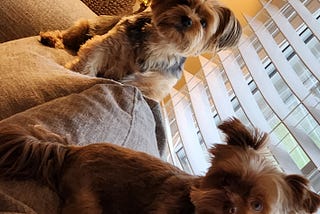 Life With Two Yorkies: A Little Bit of Chaos, a Whole Lot of Love