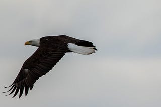 Pender Island: Wildlife Photography Snapshot & Three Poems