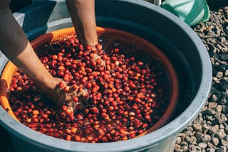 咖啡與榴蓮的市場爭奪戰：價格飆漲背後的全球供需變化