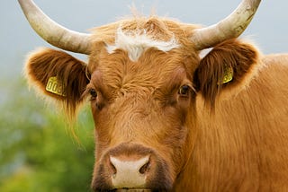 Maybe My Accounts of Life in Rural East Texas Have Been Overly Harsh