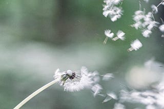 Caught in the wind