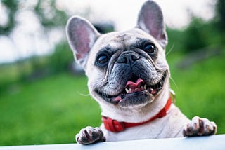 The Importance of Keeping Your Dog Mentally Stimulated