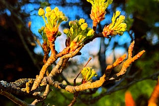 Buds before blooming / bulging, bursting, beautiful /burgeoning blossoms.