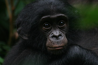 Lessons from the Bonobo — Masters of Conflict Avoidance