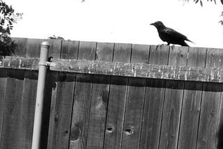 Crows on the Fence by Mark Tulin