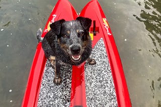 Picture of Oso floating on the tail end of a paddle board.