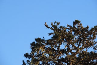 Seed Cones or Birds?