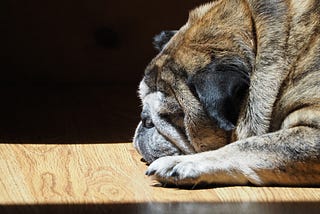 Guff, my senior English Bulldog pug mix is resting on the hardwood floor. His face is nestled into his paws. He’s in stark relief, in the center of a sunbeam. The shadows behind him are dark.