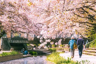 A peaceful spring day along the Motoara River Cherry Blossom Avenue in Saitama, Japan. Two people walk side by side beneath a canopy of cherry blossoms in full bloom, with soft pink petals framing the pathway. A small bridge in the background adds to the quaint atmosphere, while others relax along the riverbanks and stone steps, enjoying the seasonal beauty.