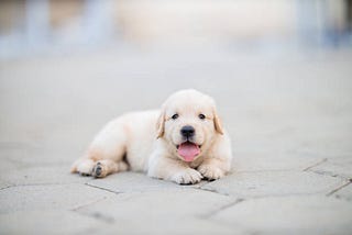 Golden Retriever puppies for sale – Medium