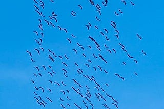 Large flock of flamingoes in the sky