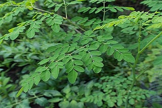 15 Amazing Health Benefits Of Moringa Leaf Powder