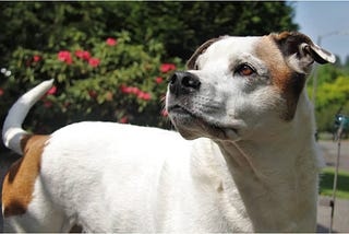 Bella, a white and brown dog photographed outside.