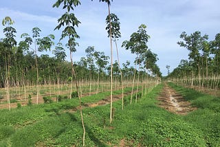 How to improve the quality of life of rubber farmers in Thailand?