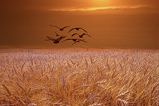 Wheatfield Sunset, Grand Rapids, Michigan