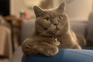 A grey british blue cat looking up seriously. She sits with one elbow on a leg perched like she’s a regular at the bar.