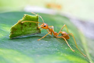 Learning from a Tropical World — What can inspire us from BBC’s The Green Planet