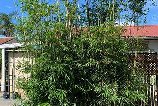 How To Fertilize Bamboo Plants