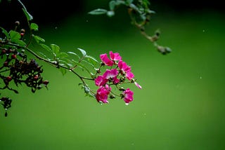 Warm Summer Rain
