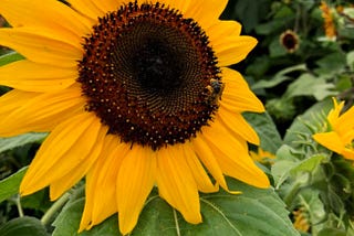 Sunflowers, photo by Ellie Jacobson