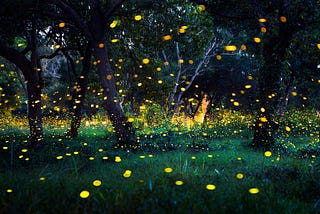 The Fireflies of Summer