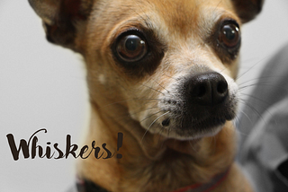 Never cut your dog’s whiskers. Here’s why.