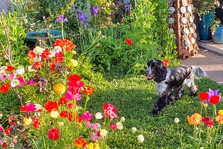 A colourful garden with a black and white Cocker Spaniel and a Dalek sculpture.