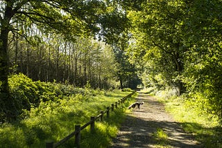 Photograph of a lane leading through woodland in full leaf. There’s a dog in the lane and a low wooden fence running alongside it.