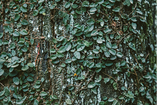 Hostile Takeover Series — Creeping Takeover