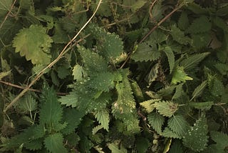 Poppy’s Nettle Soup