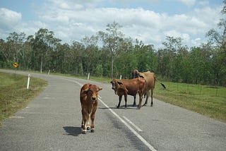 To Be A Fly On The Wallaman