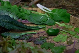 Children of the Garden