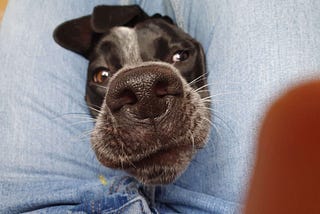 A shorthaired German pointer’s face trapped between jean-clad thighs.