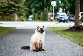 Indoor vs. Outdoor Cats