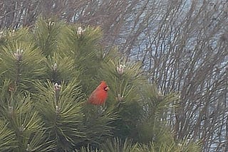 The Cardinal and the Evergreen