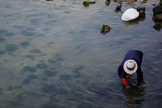 Korea: Sea Cucumber Fisheries as Shared Property of Islanders — “rediscovering rural basic income…