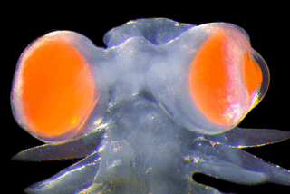 Strange Sea Creature’s Enormous Eyes Baffle Scientists