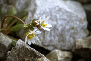A macro photography of small white flowers growing between the gravel. Head of one flower is bent toward the ground while the other has its head turned to the sky.