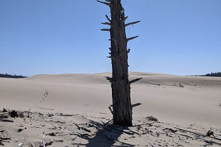 A dead tree in the middle of a desert. Its dead branches lie at its base. Nothing is alive