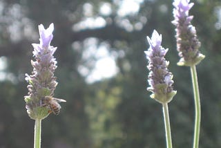 Aggressive Mimicry; Biology’s King of Trickery