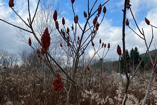 The Fuzzy Healing Berries