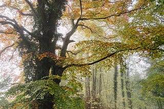 Autumnal Trees In Fog. Norfolk, UK. Liam Grant. Purchase at: https://www.stocksy.com/1372957/autumnal-trees-in-fog-norfolk-uk