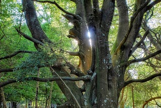 A Magical Shining Tree in the Forest!!