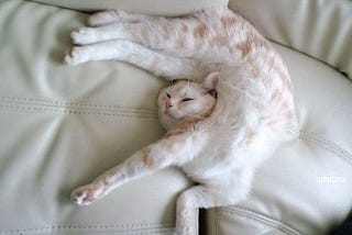 A cat curls up in twisted position to sleep