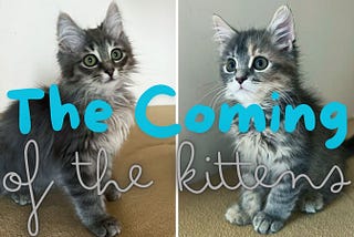 The Coming of the Kittens