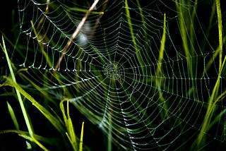 Close-up of a spider’s web.